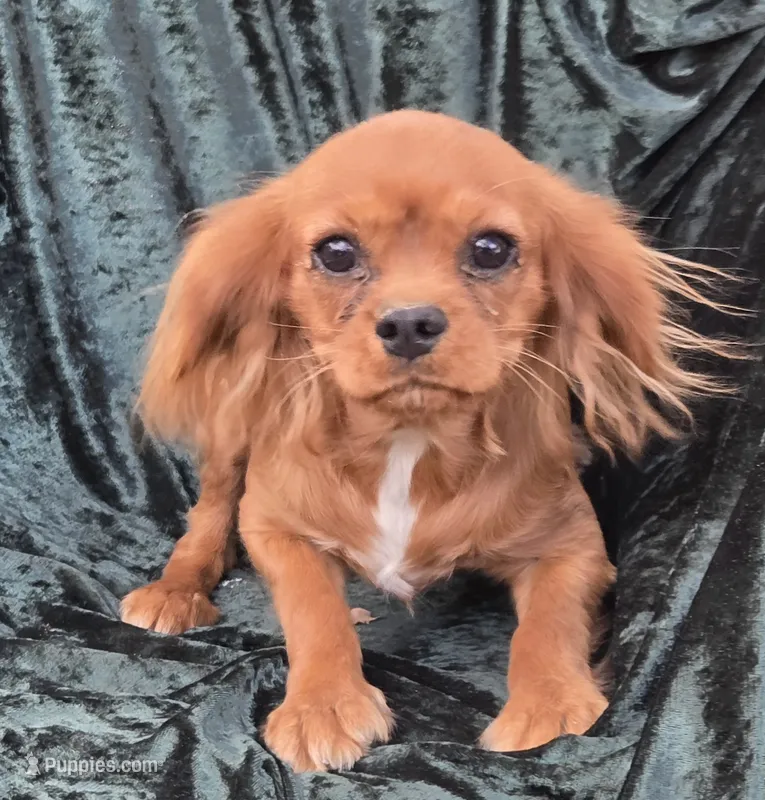 Sonny – Cavalier King Charles Spaniel puppy for sale in Sacramento, CA