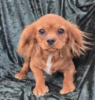 Sonny, a male Cavalier King Charles Spaniel for sale in Sacramento, CA – 1 of 3