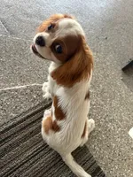 Rockie, a male Cavalier King Charles Spaniel for sale in Sacramento, CA – Photo 2 of 3