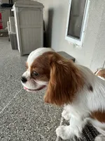 Rockie, a male Cavalier King Charles Spaniel for sale in Sacramento, CA – Photo 3 of 3