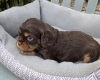 Bailey, a male Cavalier King Charles Spaniel for sale in Sacramento, CA – 3 of 3