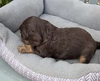 Bailey, a male Cavalier King Charles Spaniel for sale in Sacramento, CA – 2 of 3