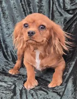 Sonny, a male Cavalier King Charles Spaniel for sale in Sacramento, CA – 2 of 3