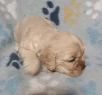 Jack, a male Cocker Spaniel for sale in Sacramento, CA – 1 of 3