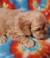 Jill, a female Cocker Spaniel for sale in Sacramento, CA – 3 of 3