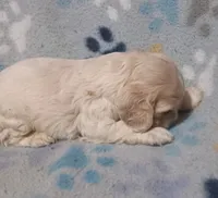 Jill, a female Cocker Spaniel for sale in Sacramento, CA – 3 of 3