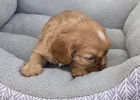 Bunny, a female Cavalier King Charles Spaniel for sale in Sacramento, CA – 2 of 3