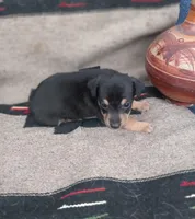Calle, a female Xoloitzcuintli for sale in Sacramento, CA – 3 of 3