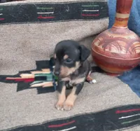 Calle, a female Xoloitzcuintli for sale in Sacramento, CA – 2 of 3
