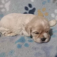 Jill, a female Cocker Spaniel for sale in Sacramento, CA – 2 of 3