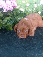 Tommy, a male Cavalier King Charles Spaniel for sale in Sacramento, CA – 2 of 3
