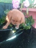 Tammy, a female Cavalier King Charles Spaniel for sale in Sacramento, CA – 4 of 5
