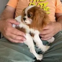 Rocky, a male Cavalier King Charles Spaniel for sale in Sacramento, CA – Photo 2 of 3