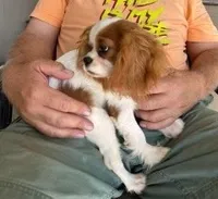 Rocky, a male Cavalier King Charles Spaniel for sale in Sacramento, CA – Photo 2 of 3