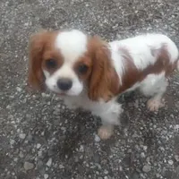 Rocky, a male Cavalier King Charles Spaniel for sale in Sacramento, CA – Photo 3 of 3