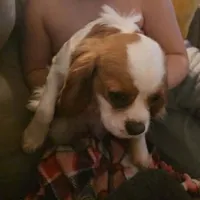 Rocky, a male Cavalier King Charles Spaniel for sale in Sacramento, CA – Photo 1 of 3