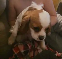Rocky, a male Cavalier King Charles Spaniel for sale in Sacramento, CA – Photo 1 of 3
