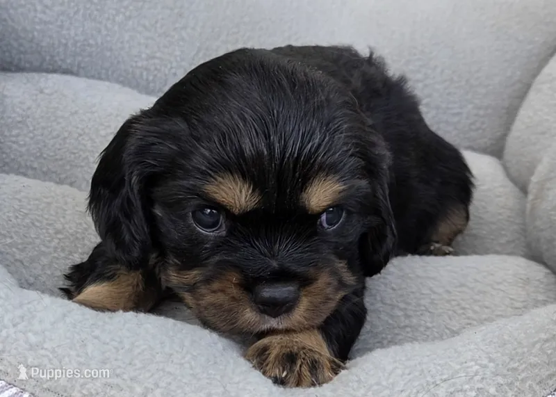 Bonnie – Cavalier King Charles Spaniel puppy for sale in Sacramento, CA