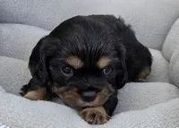 Bonnie, a female Cavalier King Charles Spaniel for sale in Sacramento, CA – 1 of 2