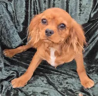 Sonny, a male Cavalier King Charles Spaniel for sale in Sacramento, CA – 3 of 3