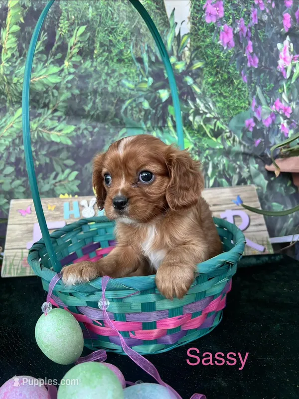 Sassy – Cavalier King Charles Spaniel puppy for sale in Sacramento, CA