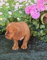Sassy, a female Cavalier King Charles Spaniel for sale in Sacramento, CA – 2 of 4