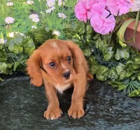 Sassy, a female Cavalier King Charles Spaniel for sale in Sacramento, CA – 3 of 4
