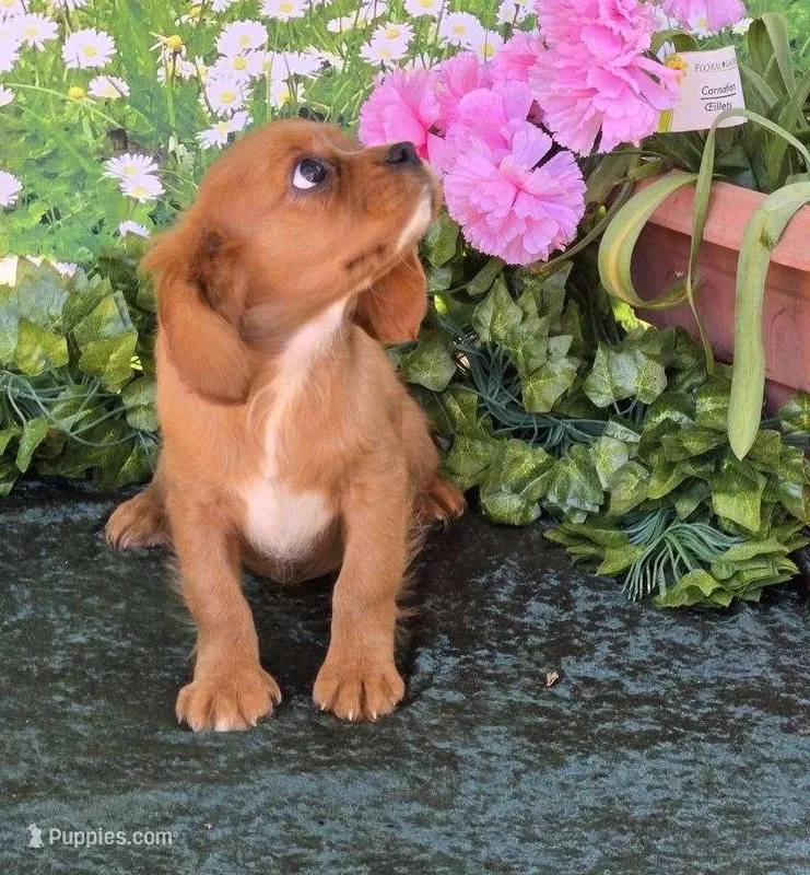 Sassy – Cavalier King Charles Spaniel puppy for sale in Sacramento, CA