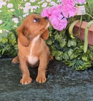 Sassy, a female Cavalier King Charles Spaniel for sale in Sacramento, CA – 1 of 4