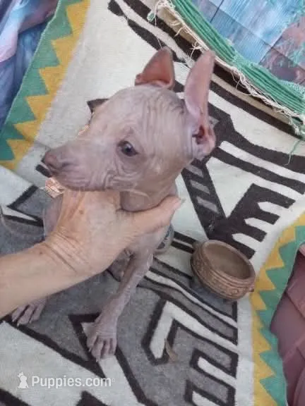 Tico – Xoloitzcuintli puppy for sale in Sacramento, CA