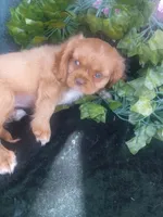 Tammy, a female Cavalier King Charles Spaniel for sale in Sacramento, CA – 5 of 5
