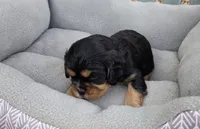 Billy, a male Cavalier King Charles Spaniel for sale in Sacramento, CA – 2 of 2