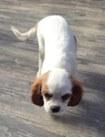 Angel, a female Cavalier King Charles Spaniel for sale in Sacramento, CA – 1 of 3