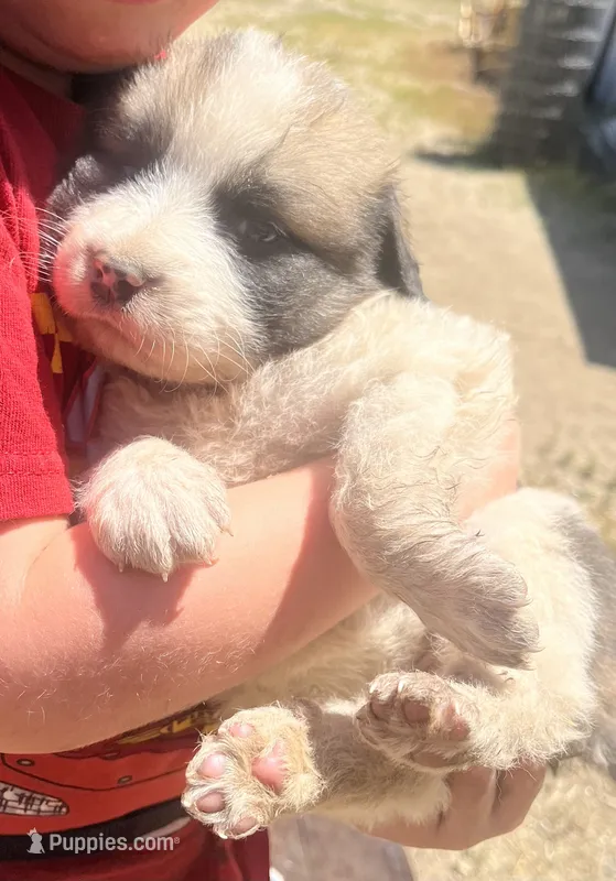 Tiny – Great Pyrenees, Saint Berdoodle puppy for sale in Leona Valley, CA