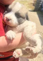 Tiny, a female Great Pyrenees and Saint Berdoodle for sale in Leona Valley, CA – 1 of 1