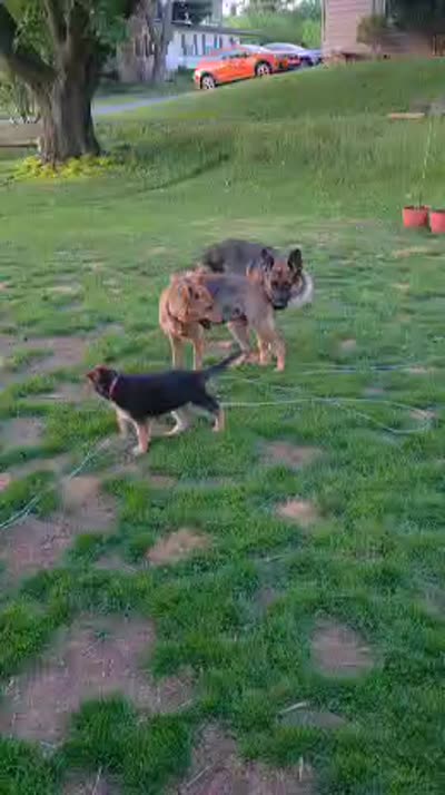 Nova, a female German Shepherd Dog for sale in Yonkers, NY – 4 of 4