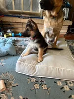 Nova, a female German Shepherd Dog for sale in Yonkers, NY – 3 of 4