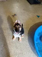 Nova, a female German Shepherd Dog for sale in Yonkers, NY – 2 of 4