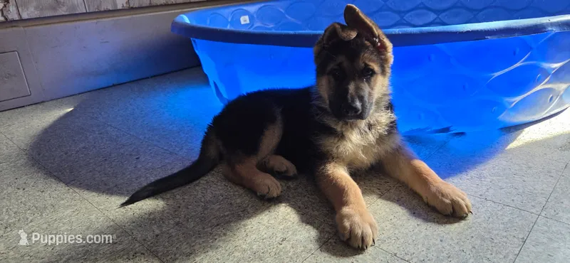 Nova – German Shepherd Dog puppy for sale in Yonkers, NY