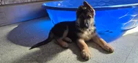 Nova, a female German Shepherd Dog for sale in Yonkers, NY – 1 of 4