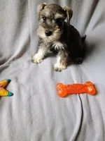 Doug, a male Miniature Schnauzer for sale in Windsor, NY – 5 of 5