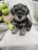 Ted, a male Miniature Schnauzer for sale in Citra, FL – Photo 2 of 3