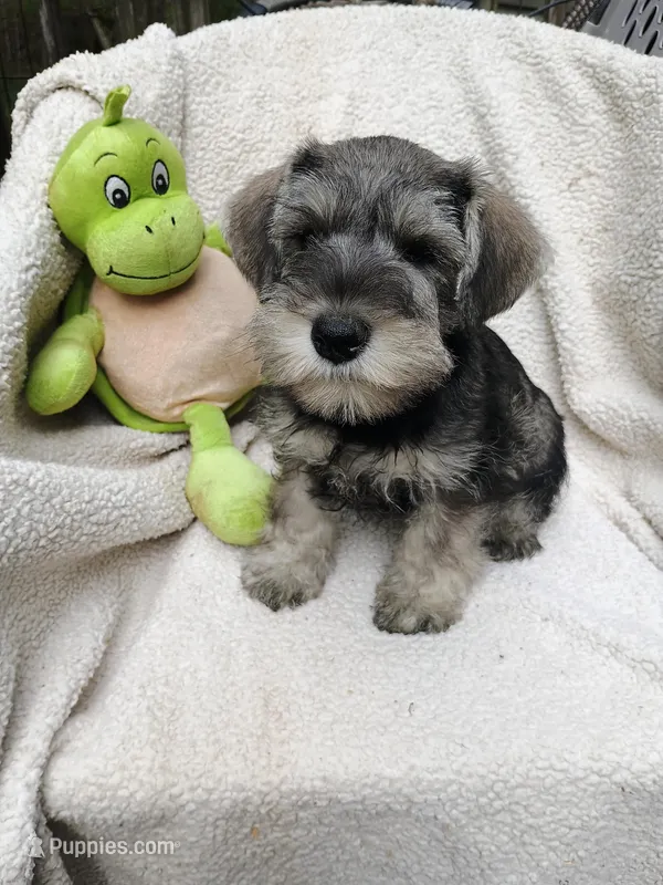 Ted – Miniature Schnauzer puppy for sale in Citra, FL