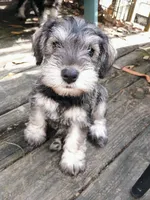 Ted, a male Miniature Schnauzer for sale in Citra, FL – Photo 3 of 3