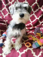 Ted, a male Miniature Schnauzer for sale in Windsor, NY – 2 of 6