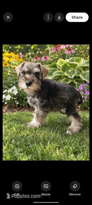 Dave – Miniature Schnauzer puppy for sale in Windsor, NY