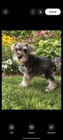 Dave, a male Miniature Schnauzer for sale in Windsor, NY – 1 of 6