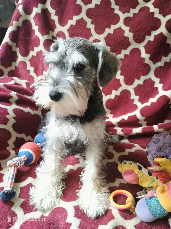 Ted – Miniature Schnauzer puppy for sale in Windsor, NY