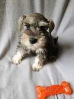 Doug, a male Miniature Schnauzer for sale in Windsor, NY – 2 of 5