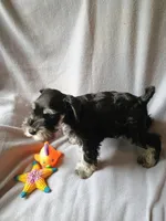 Derek , a male Miniature Schnauzer for sale in Windsor, NY – 5 of 5